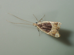 Anaxyrina albicostalis
