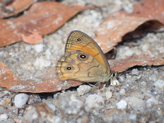 Hypocysta euphemia