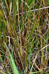 Carex flagellifera
