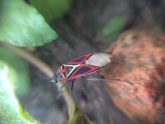 Anochrostomus formosus