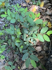 Breynia oblongifolia