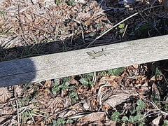 Podarcis muralis nigriventris