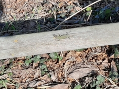 Podarcis muralis nigriventris