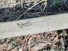 Podarcis muralis nigriventris