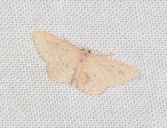 Idaea philocosma