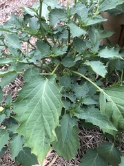 Physalis angulata