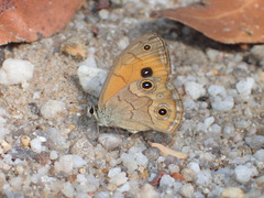 Hypocysta euphemia