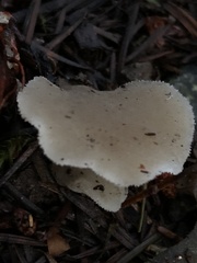 Pseudohydnum