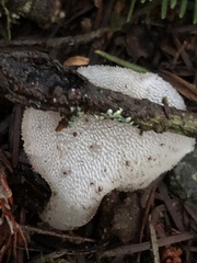 Pseudohydnum