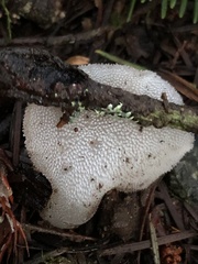 Pseudohydnum