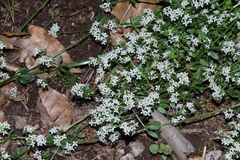 Galium saxatile