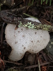 Pseudohydnum