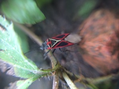 Anochrostomus formosus