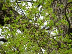 Acer pictum