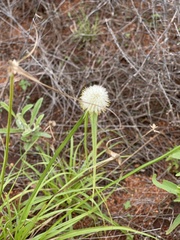 Cyperus cristatus