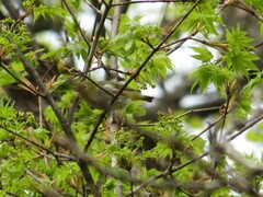 Zosterops erythropleurus