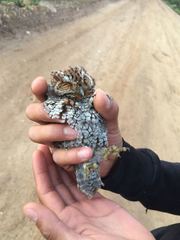 Psiloscops flammeolus