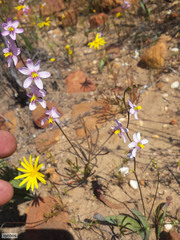 Ixia scillaris scillaris