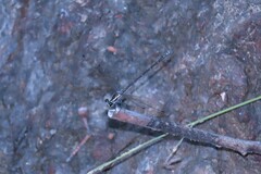 Austroargiolestes icteromelas