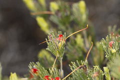 Adenanthos drummondii