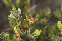 Adenanthos drummondii