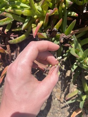 Pelargonium luteolum