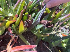 Pelargonium luteolum