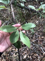 Lophostemon confertus