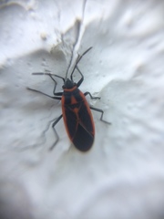 Melacoryphus circumlitus