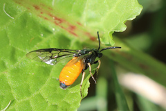 Lophyrotoma analis