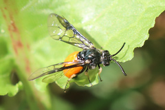 Lophyrotoma analis