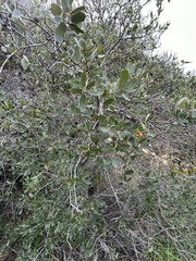 Quercus cornelius-mulleri