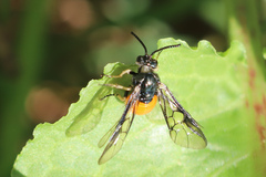 Lophyrotoma analis