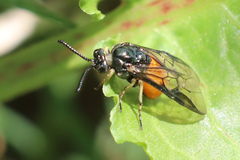 Lophyrotoma analis