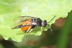 Lophyrotoma analis