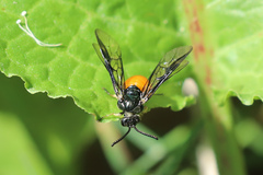 Lophyrotoma analis