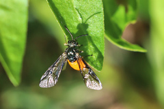 Lophyrotoma analis