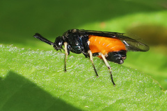 Lophyrotoma analis