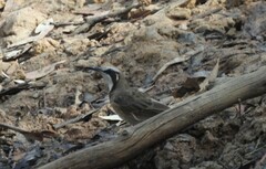 Gliciphila melanops
