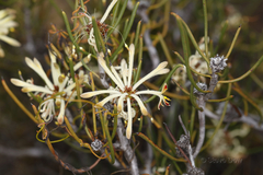 Petrophile brevifolia