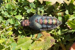 Meloe variegatus