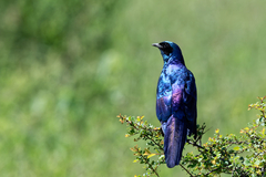 Lamprotornis australis