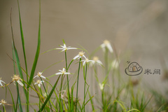 Rhynchospora colorata