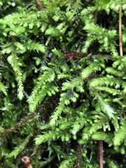 Claopodium crispifolium