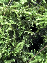 Claopodium crispifolium