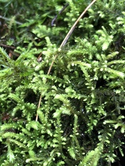 Claopodium crispifolium