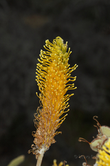 Grevillea eriostachya