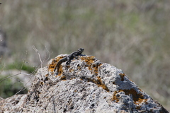 Laudakia vulgaris