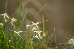 Rhynchospora colorata