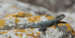 Laudakia vulgaris